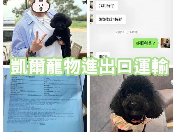 2025/02/23『中國飛台灣』貴賓狗狗陪主人從中國飛回台灣生活囉~~~~~